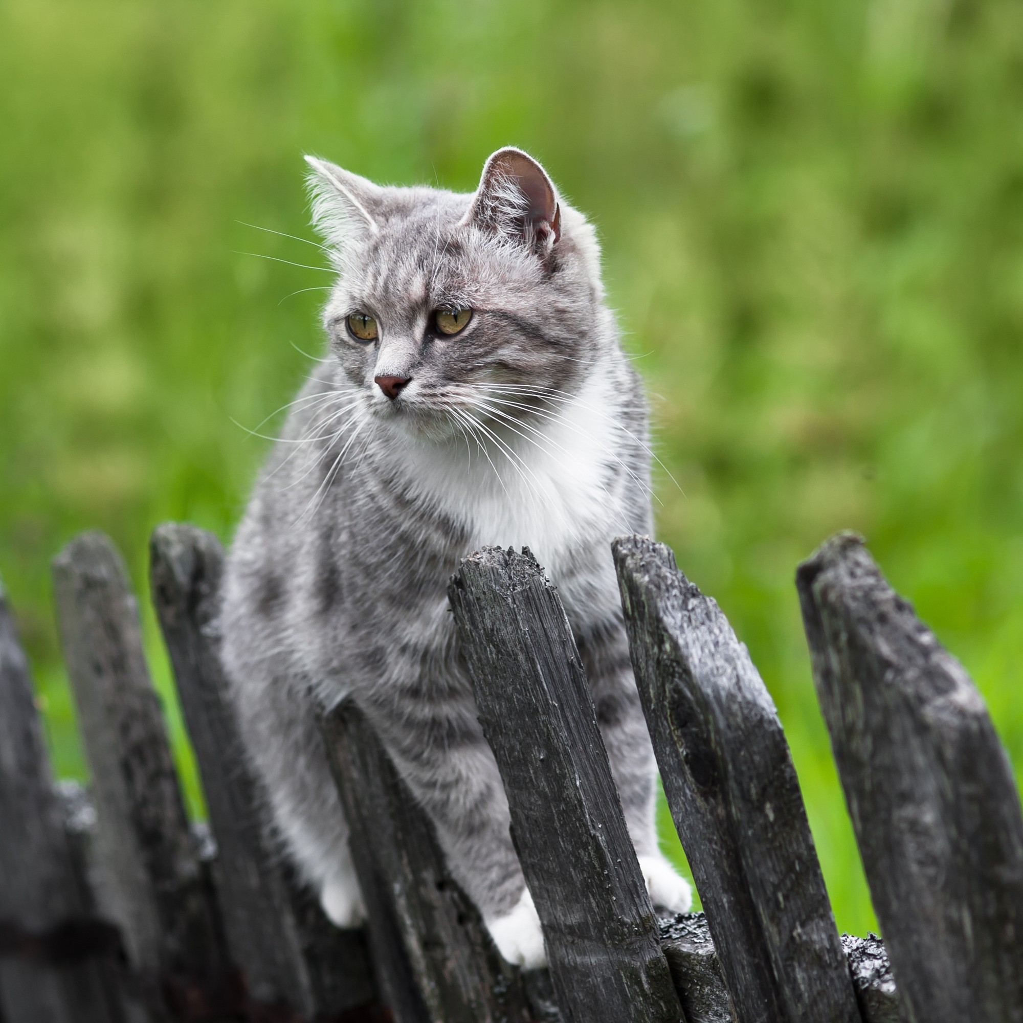 cat on fence