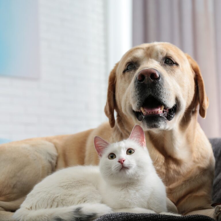 dog and cat laying together
