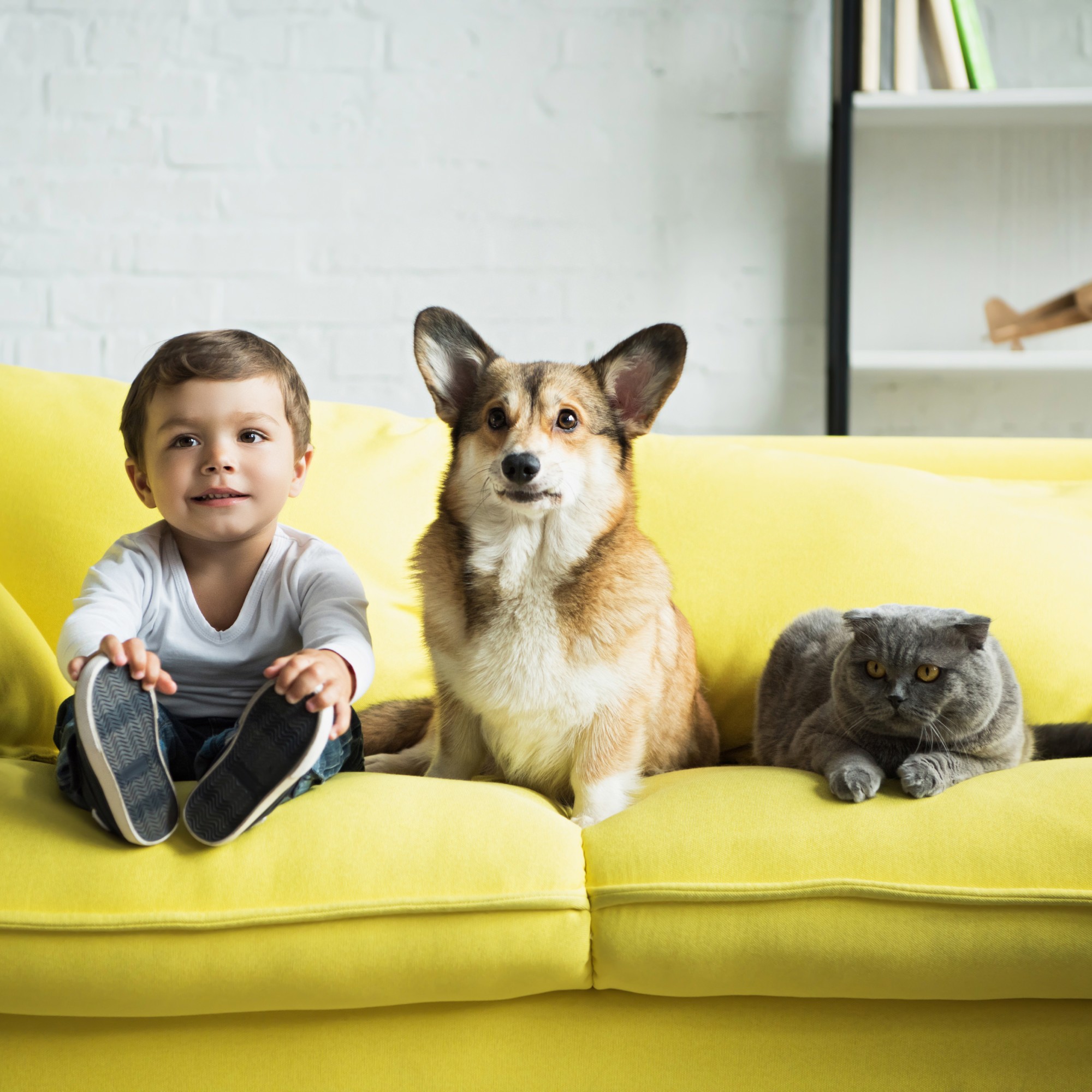 kid, dog, and cat on couch