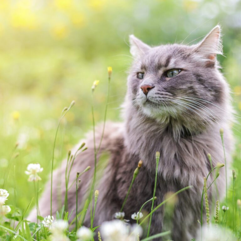 cat in field