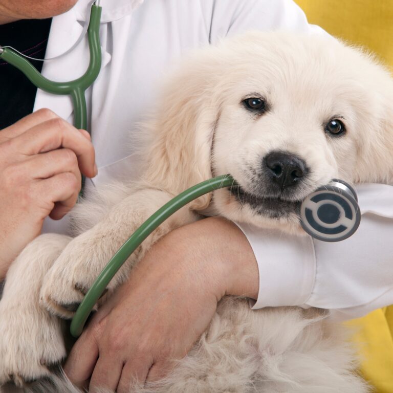 puppy holding stethoscope with vet