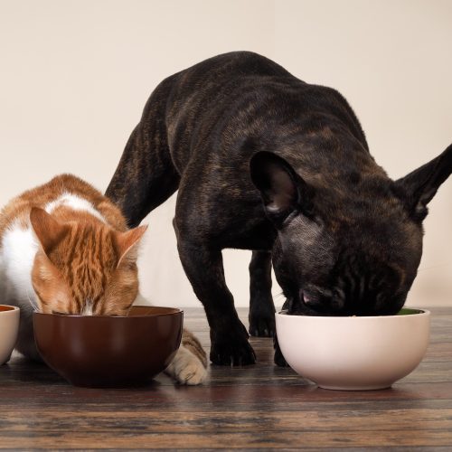 dog cat eating out of bowls
