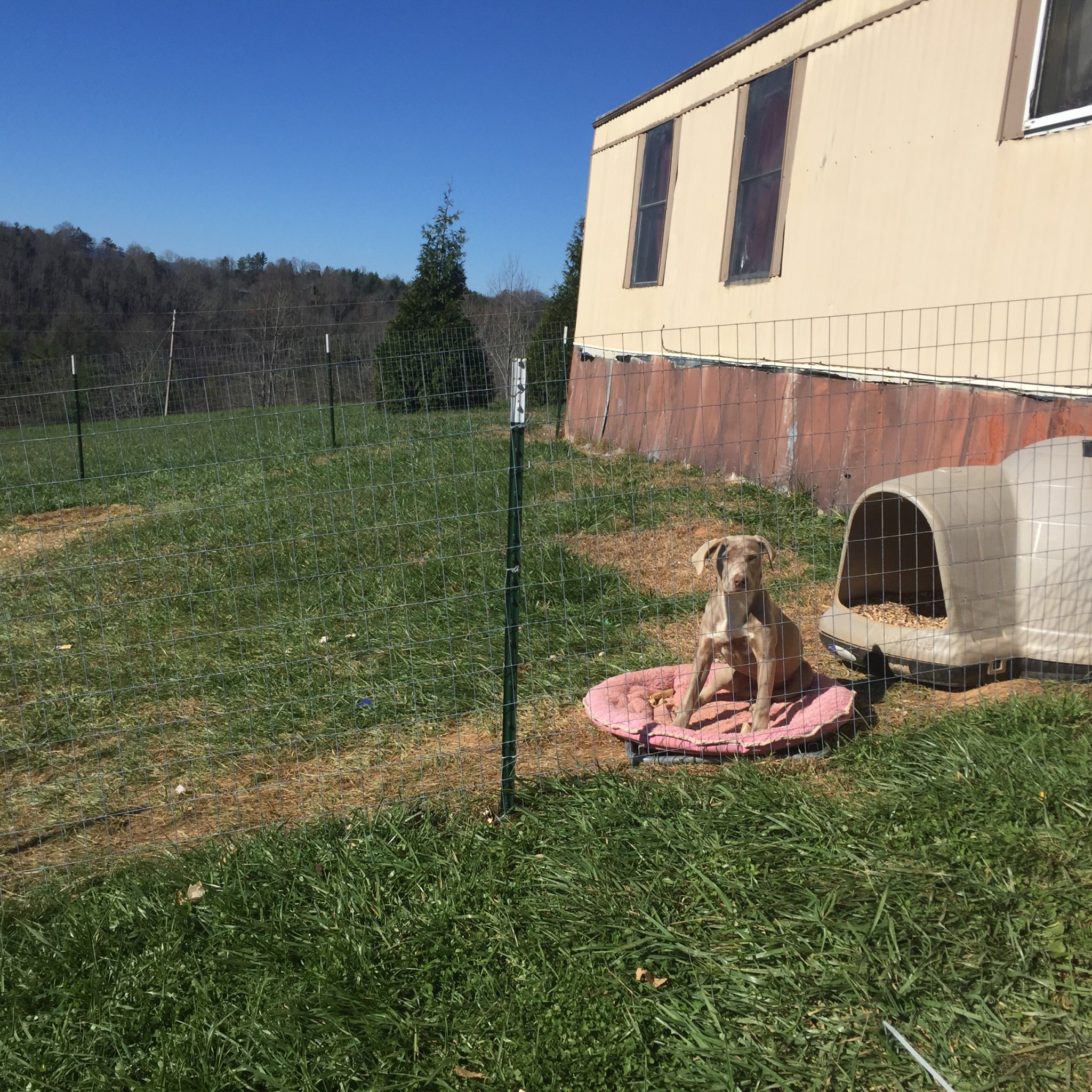 dog inside fence built by FoMCA with insulated dog house