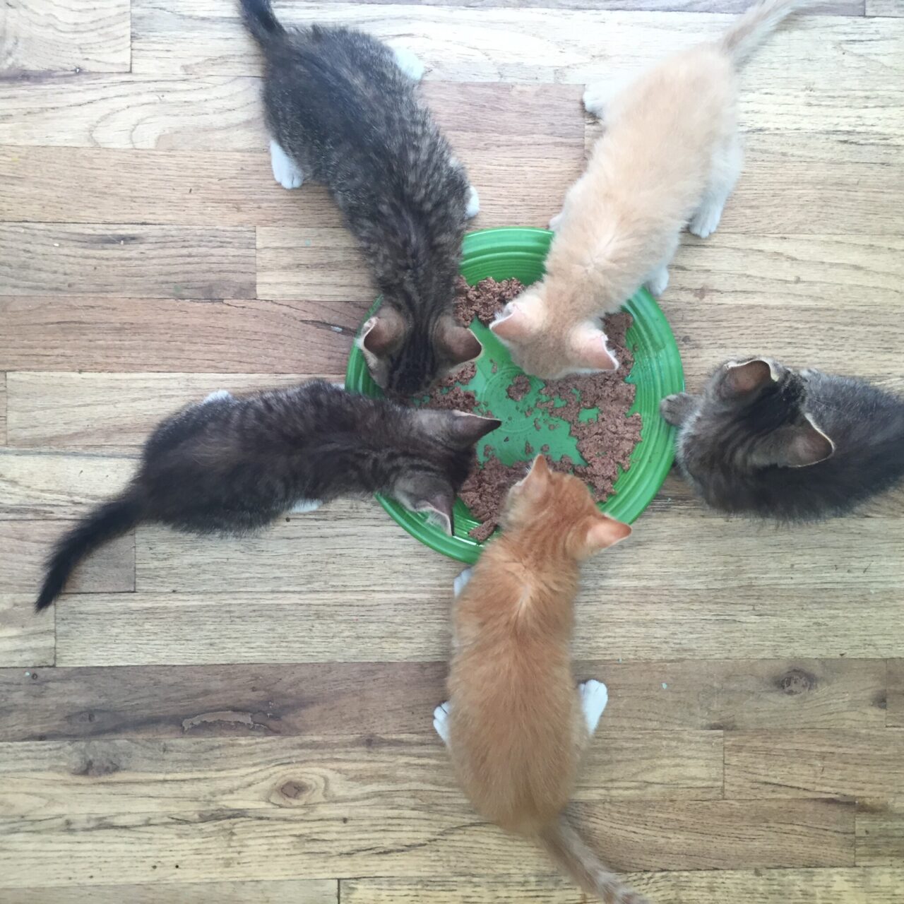 kittens eating together